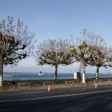Cinq platanes du quai Gustave-Ador vont être abattus, ainsi que cinq tilleuls situés en face, le long du quai du Mont-Blanc (image d'illustration).